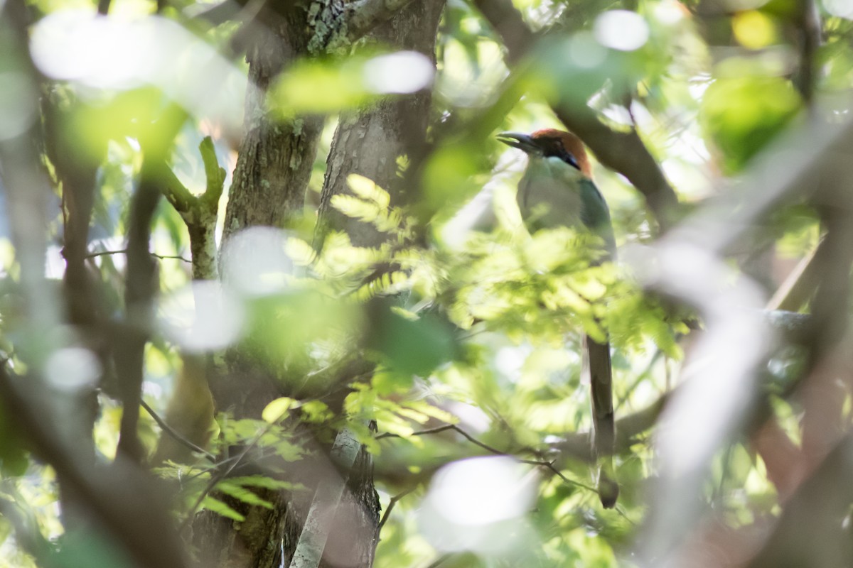 Motmot à tête rousse - ML366272301