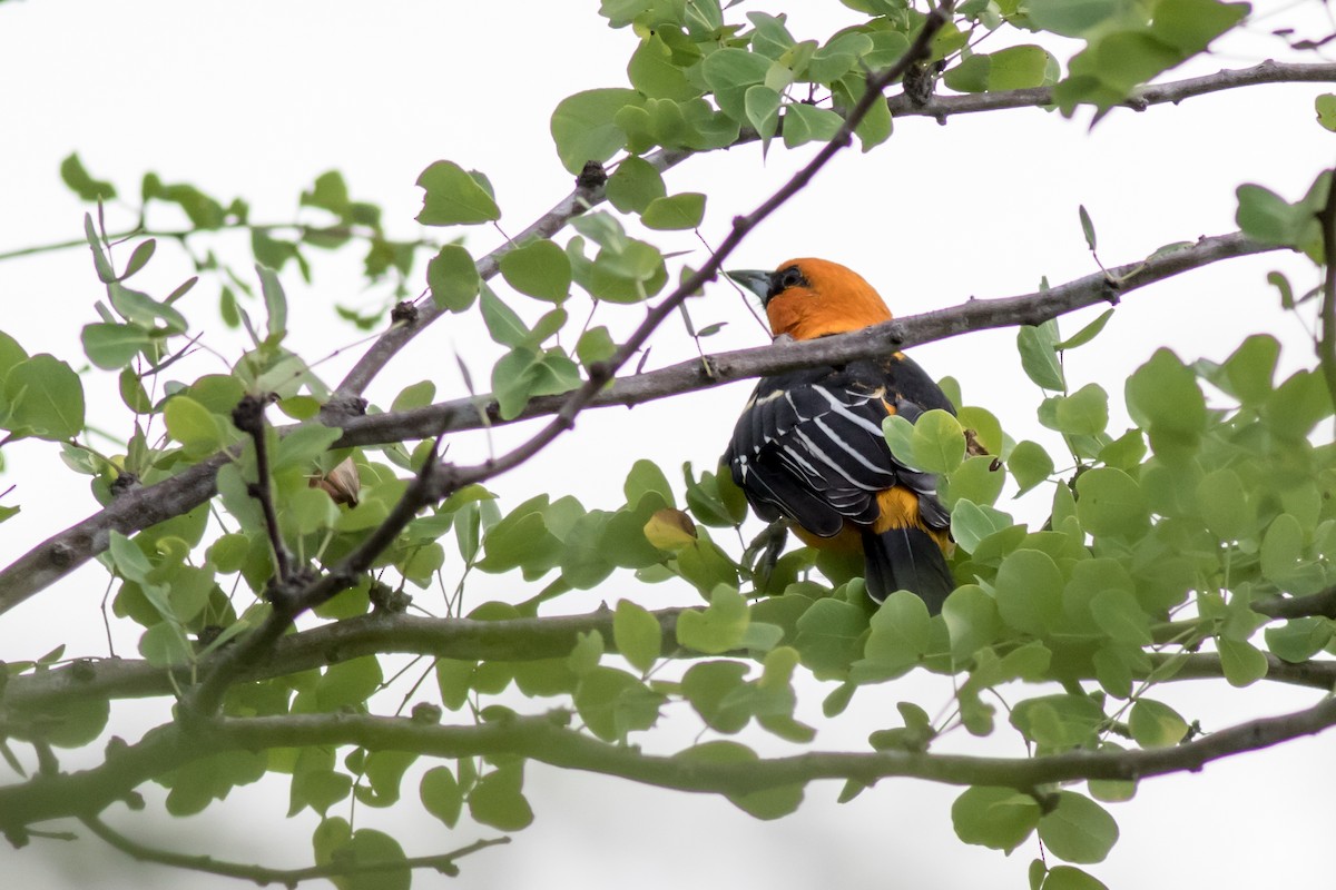 Oriole à dos rayé - ML366273051