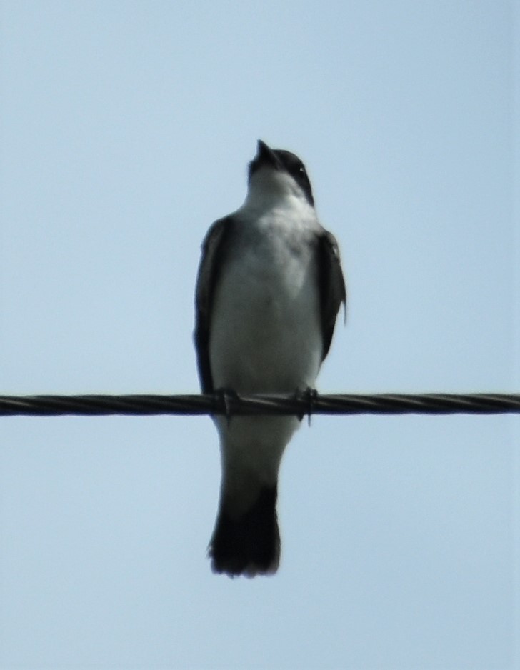 Eastern Kingbird - Tia Offner