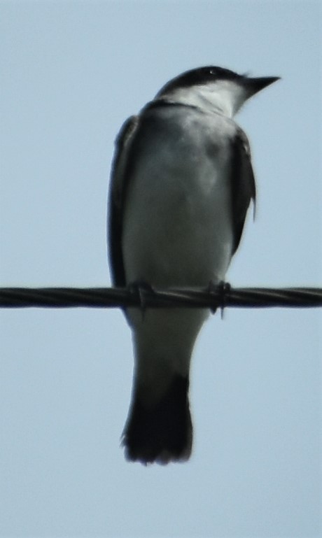 Eastern Kingbird - ML366274051