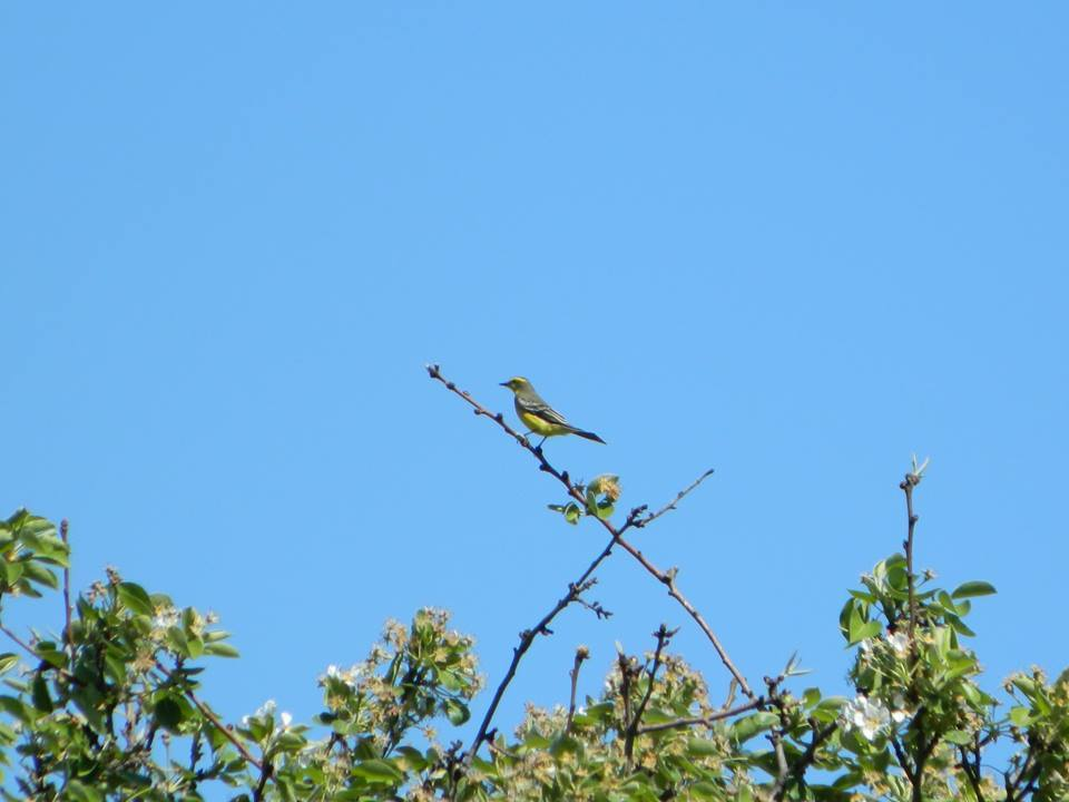 Yellow-browed Tyrant - ML36627791