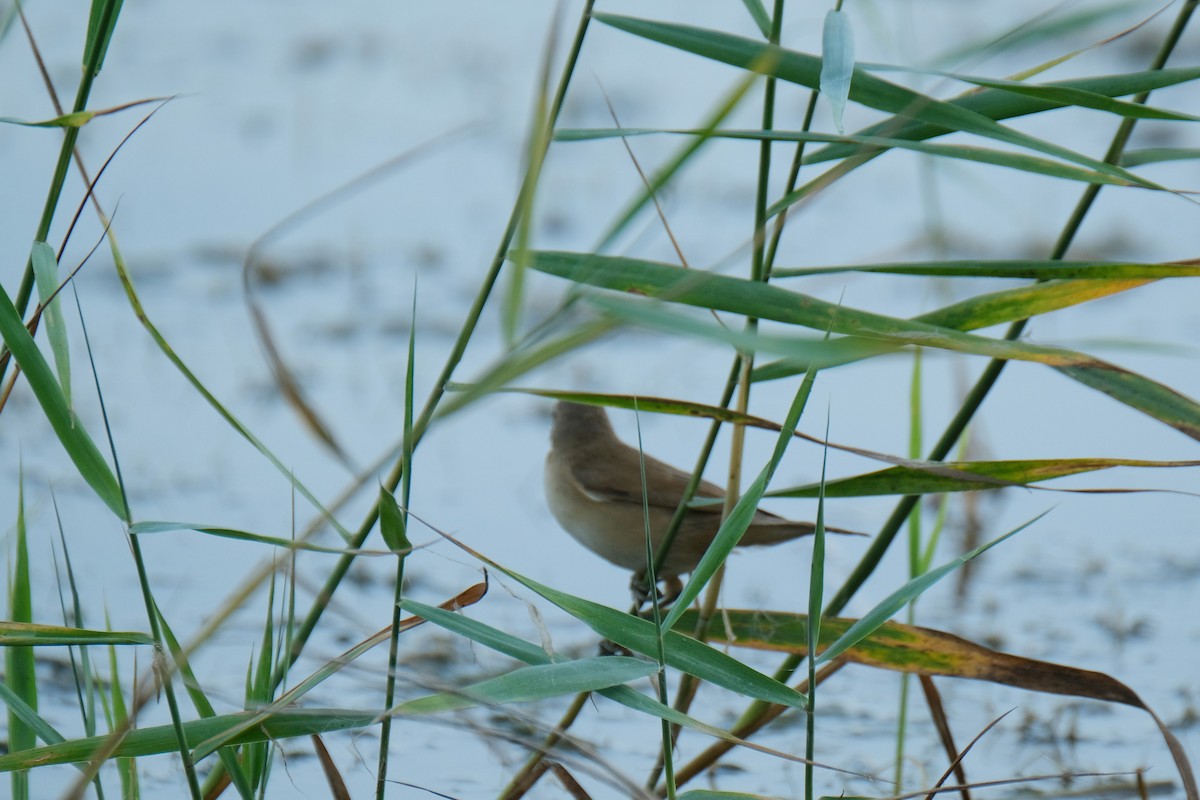 Common Reed Warbler - ML366280161