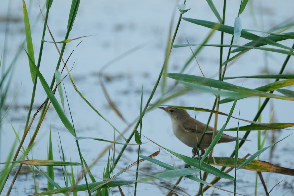 Common Reed Warbler - ML366280171