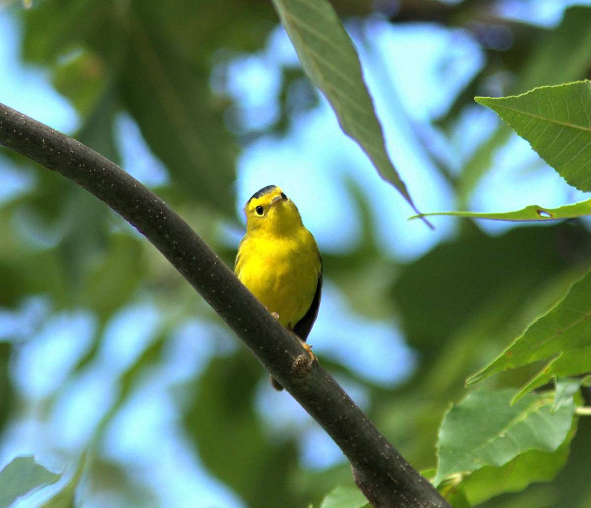 Wilson's Warbler - ML366280921