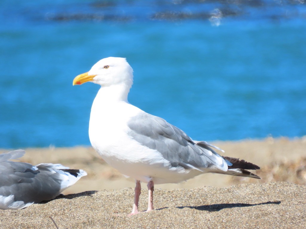 Herring Gull - Anne Tucker