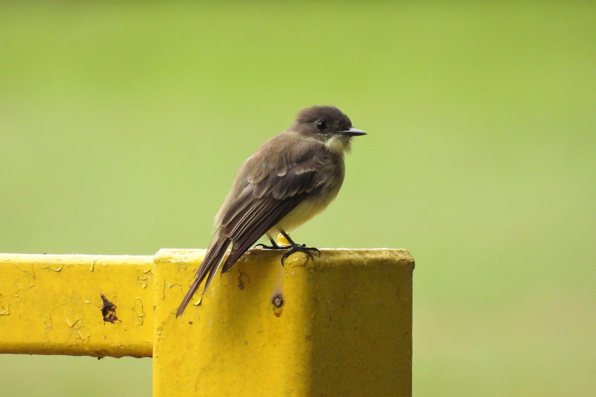 Eastern Phoebe - S. K.  Jones