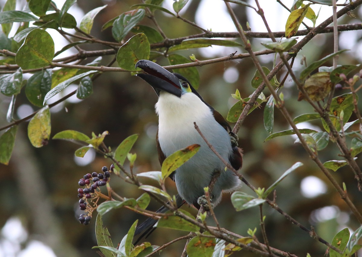 Black-billed Mountain-Toucan - Rohan van Twest