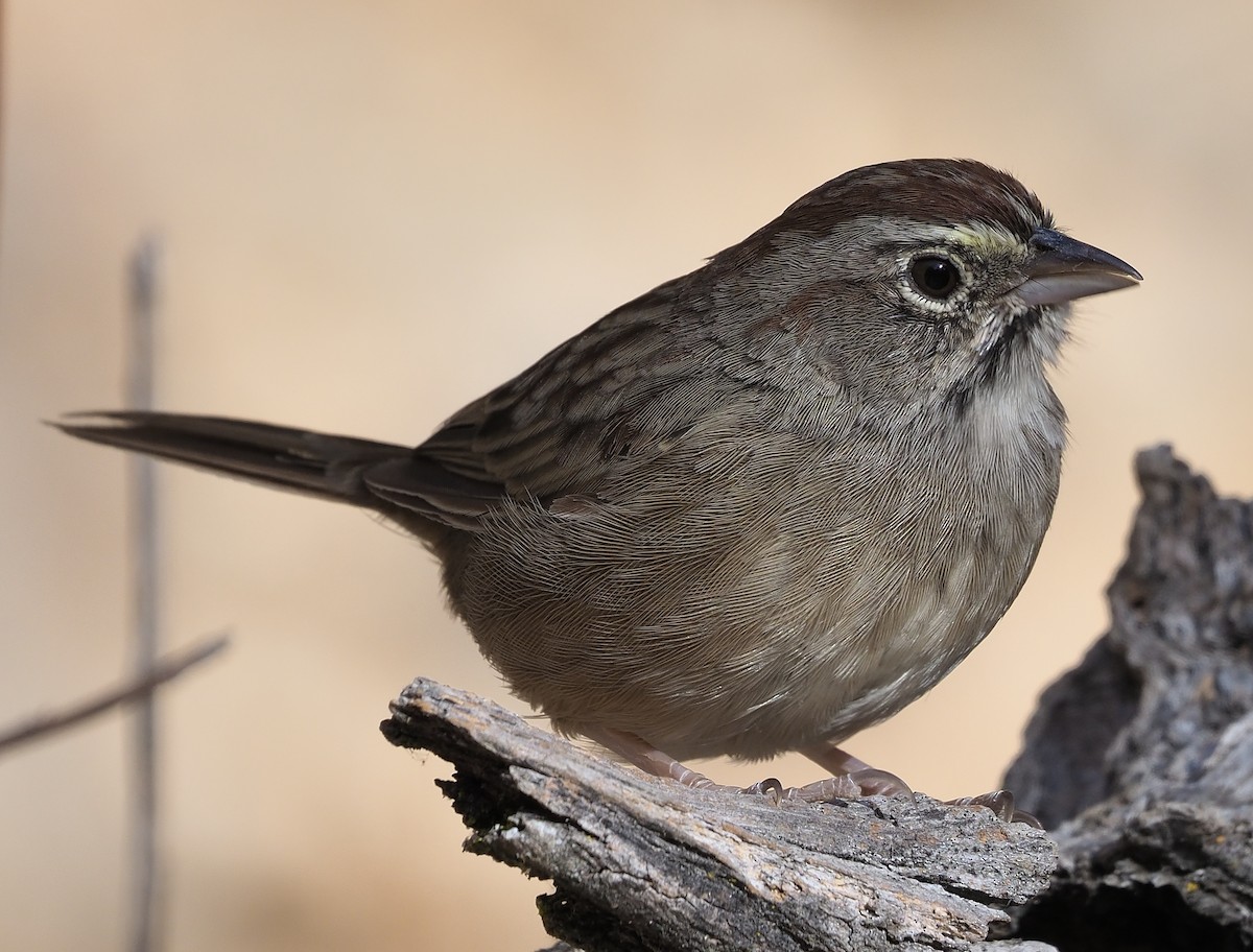 Rufous-crowned Sparrow - ML366285181
