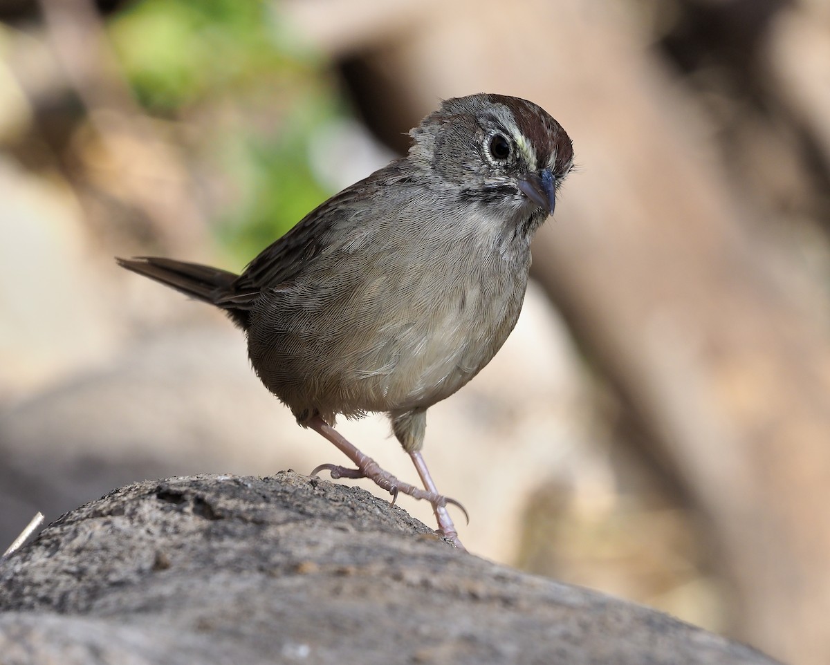 Rufous-crowned Sparrow - ML366285211