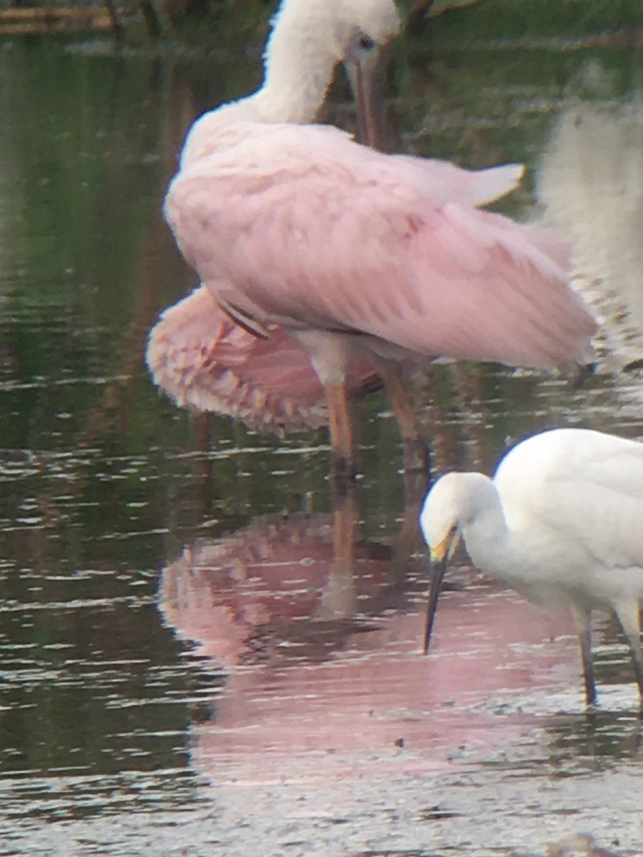 Roseate Spoonbill - ML366285731