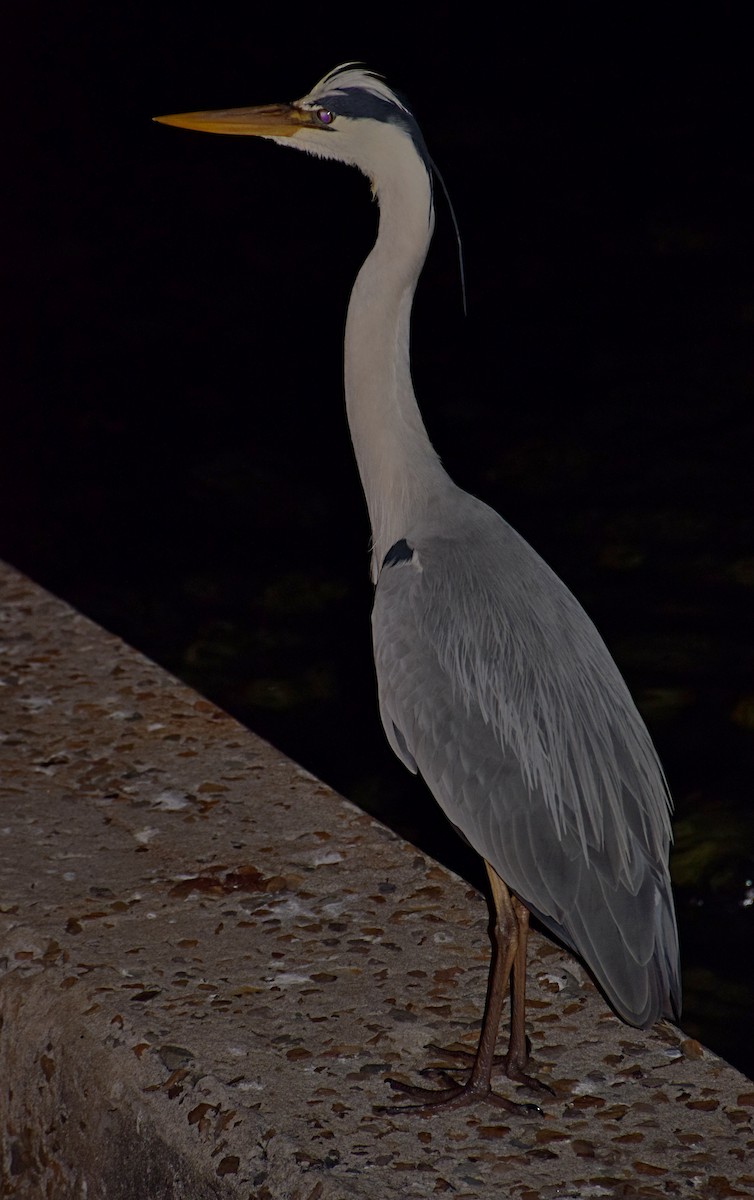 Gray Heron - Radek Papranec