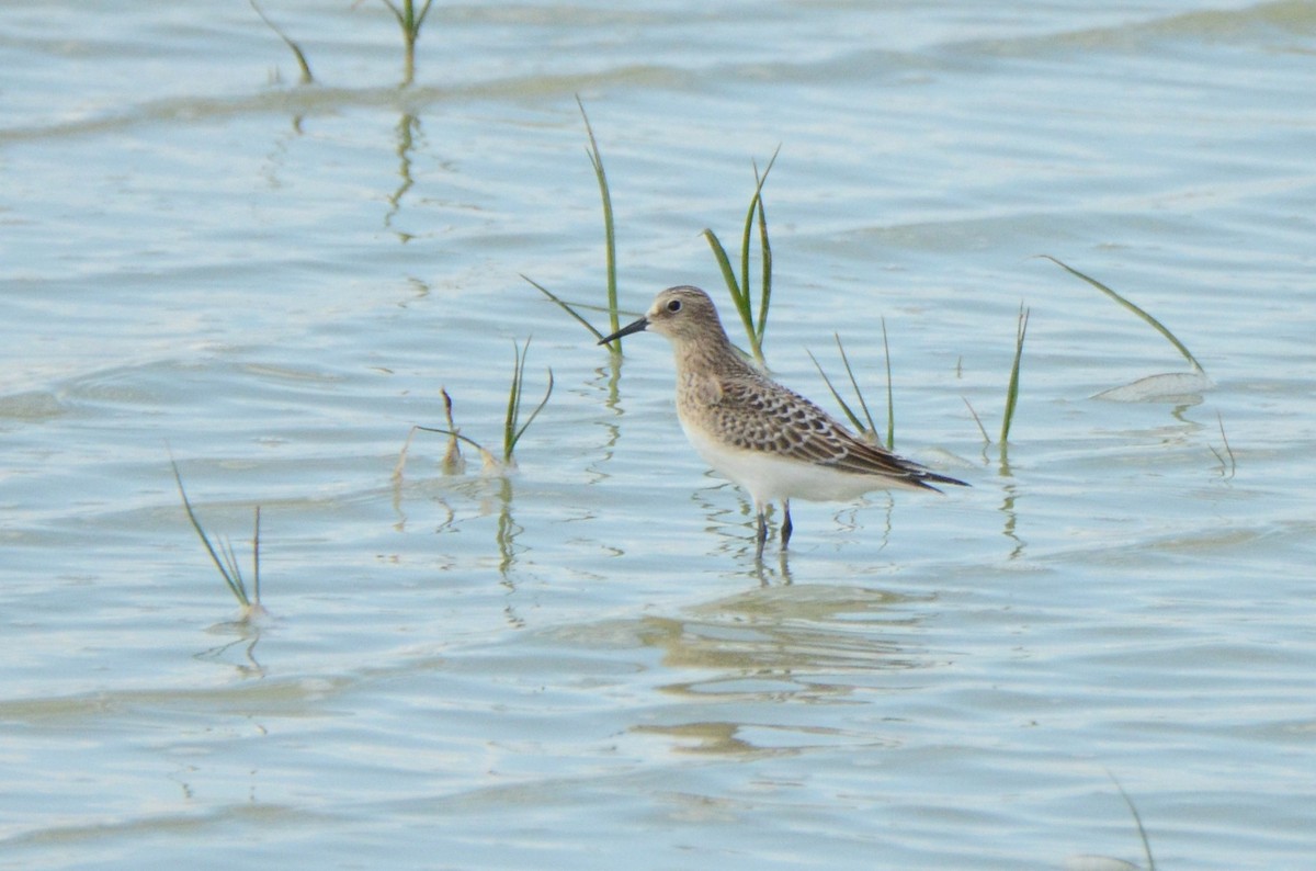 Baird's Sandpiper - Asher  Warkentin