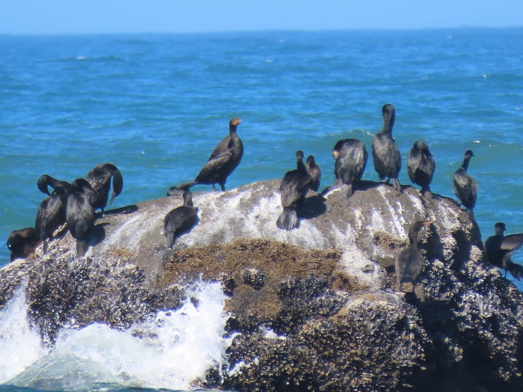 Double-crested Cormorant - Anne Tucker