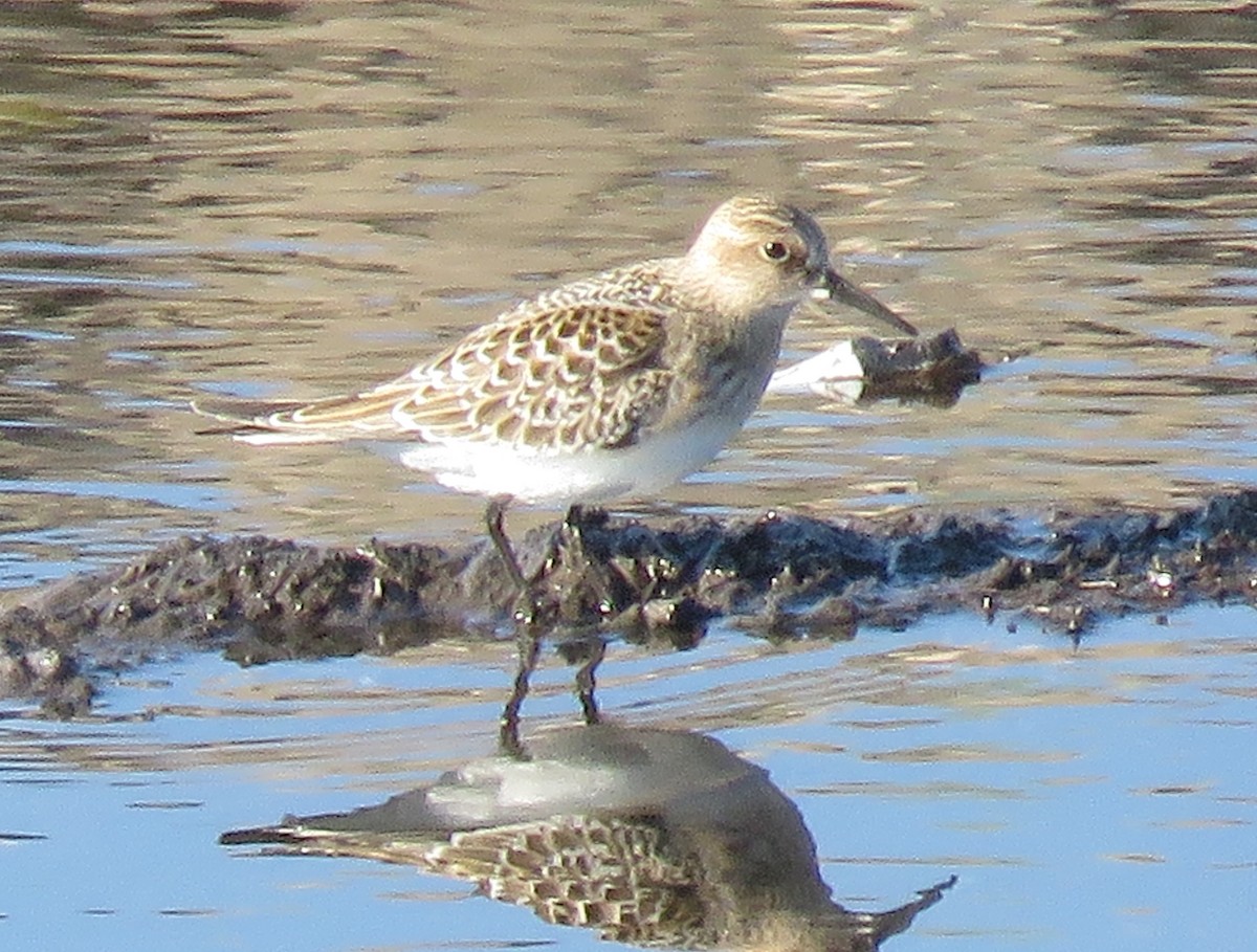 gulbrystsnipe - ML366287871