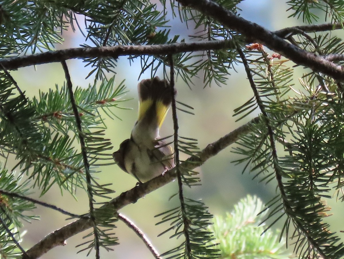 American Redstart - ML366288751