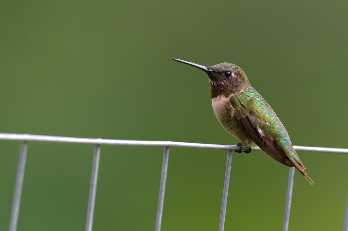 Ruby-throated Hummingbird - ML366289621