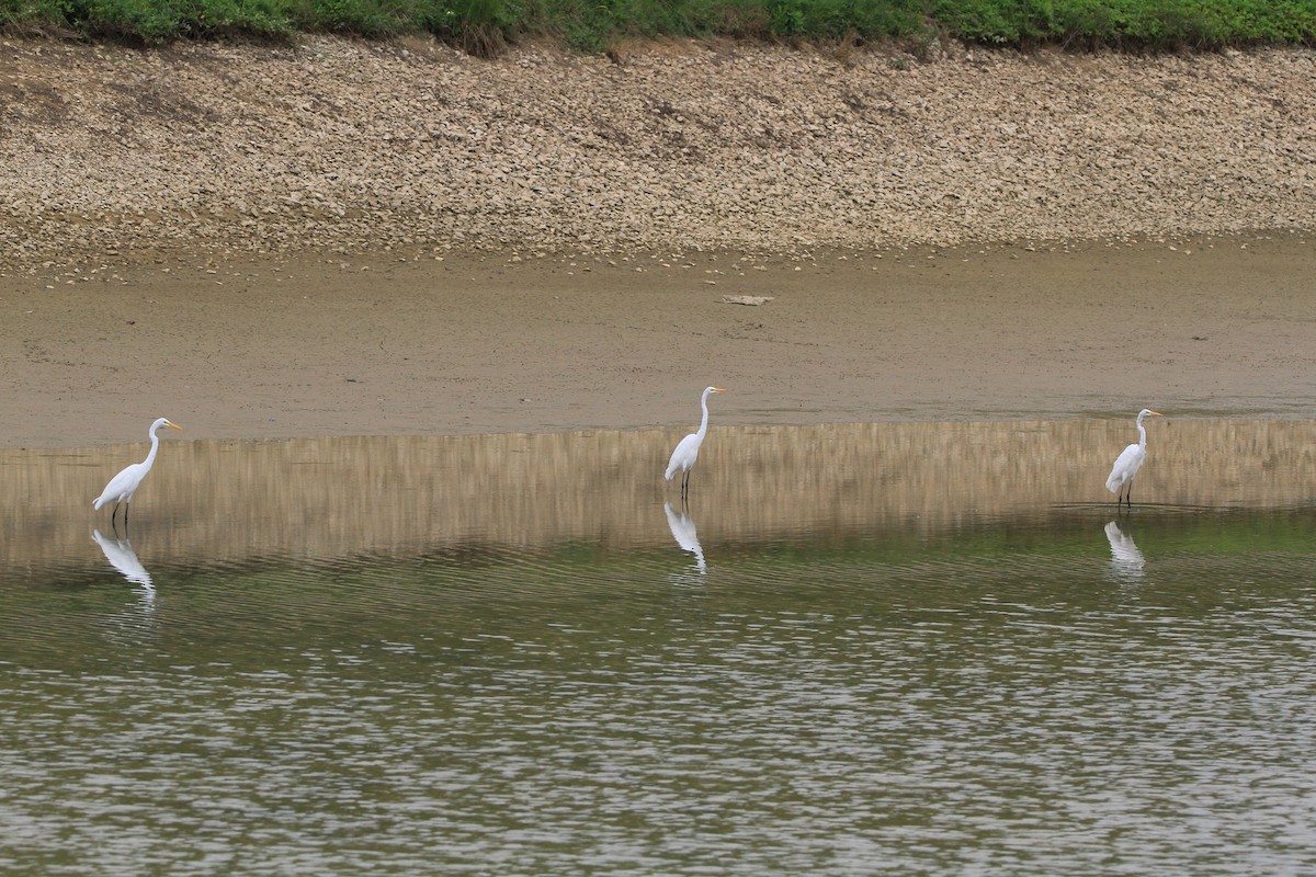 Great Egret - Lincoln Johnson