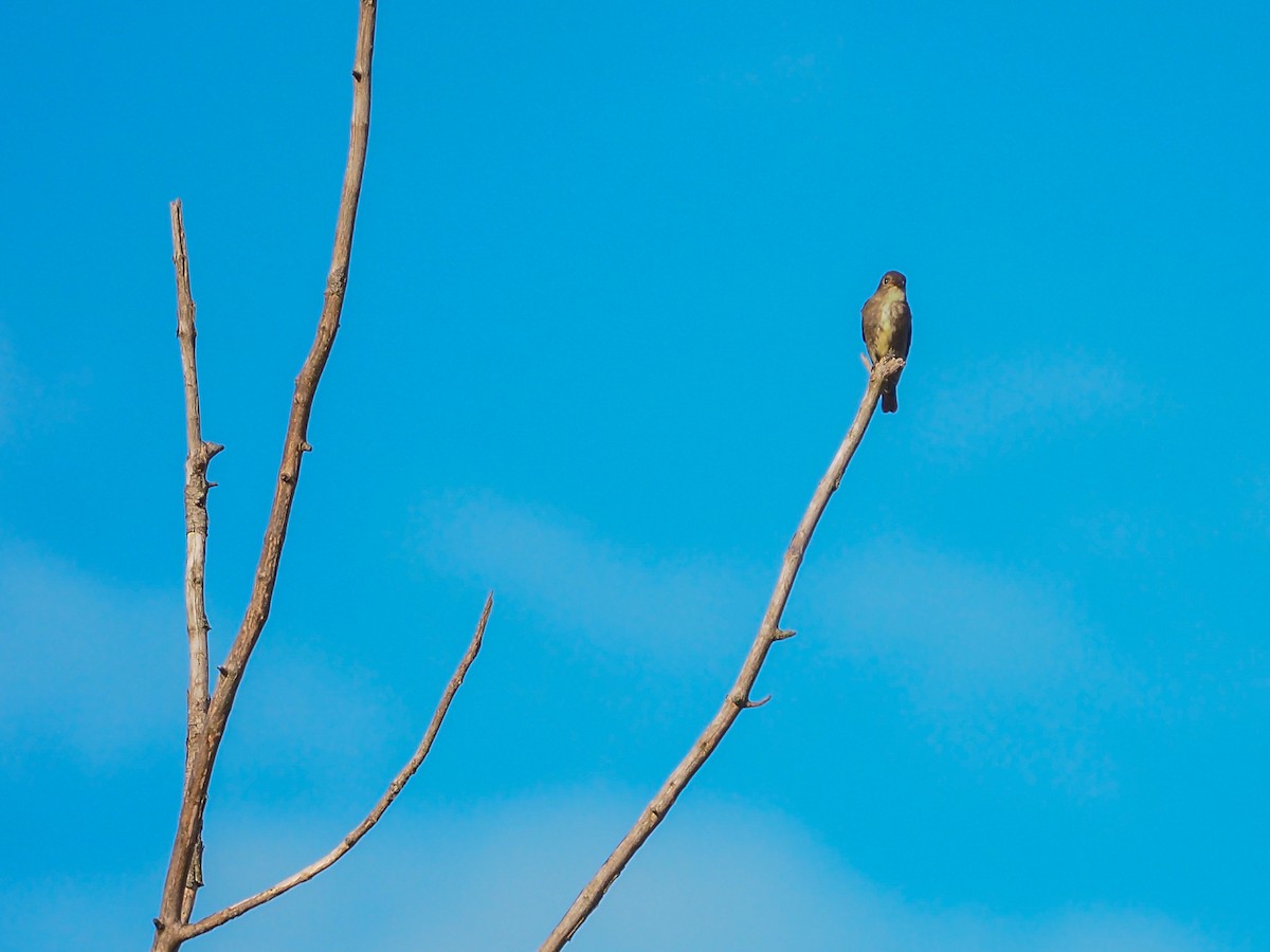 Olive-sided Flycatcher - Jennifer Reck