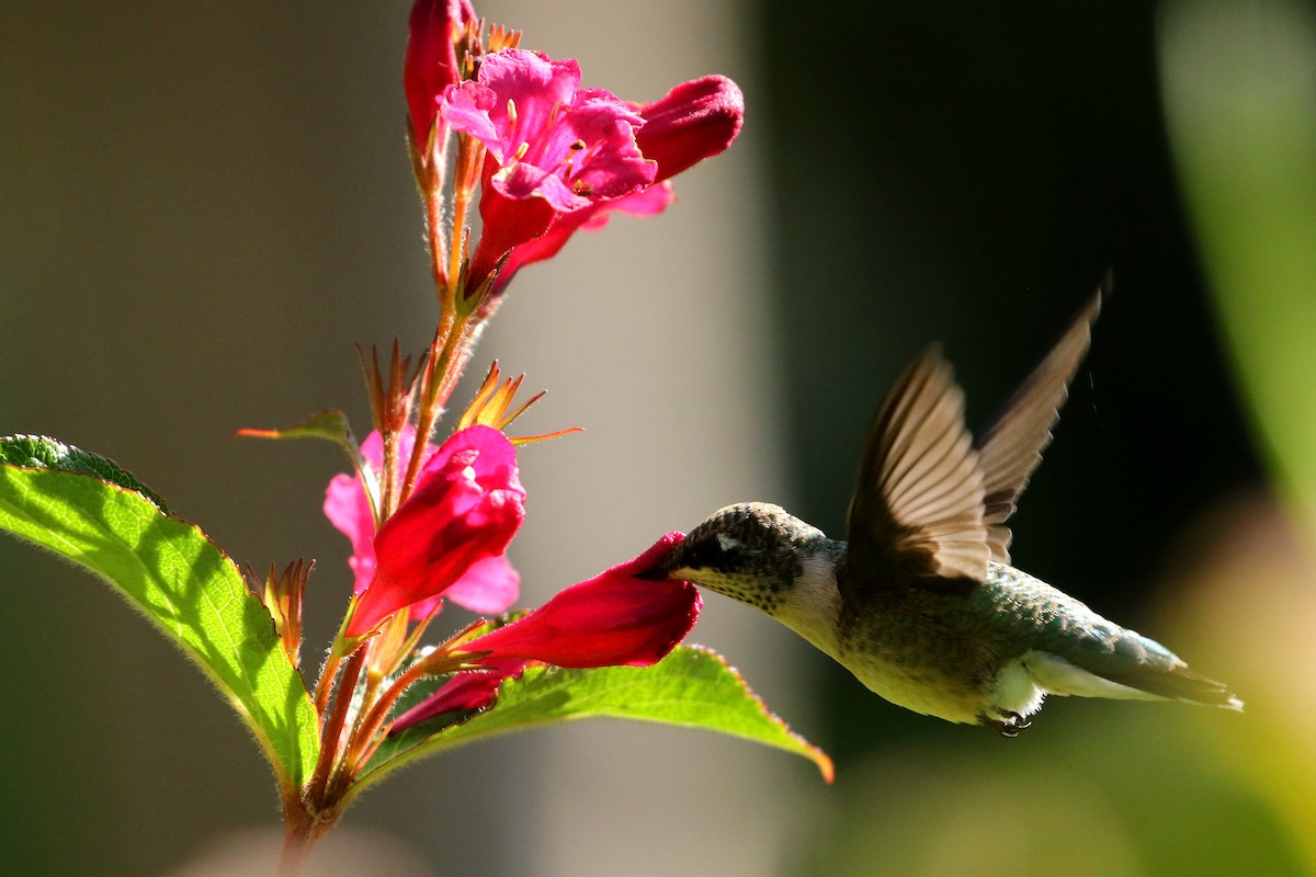 Ruby-throated Hummingbird - ML366291651
