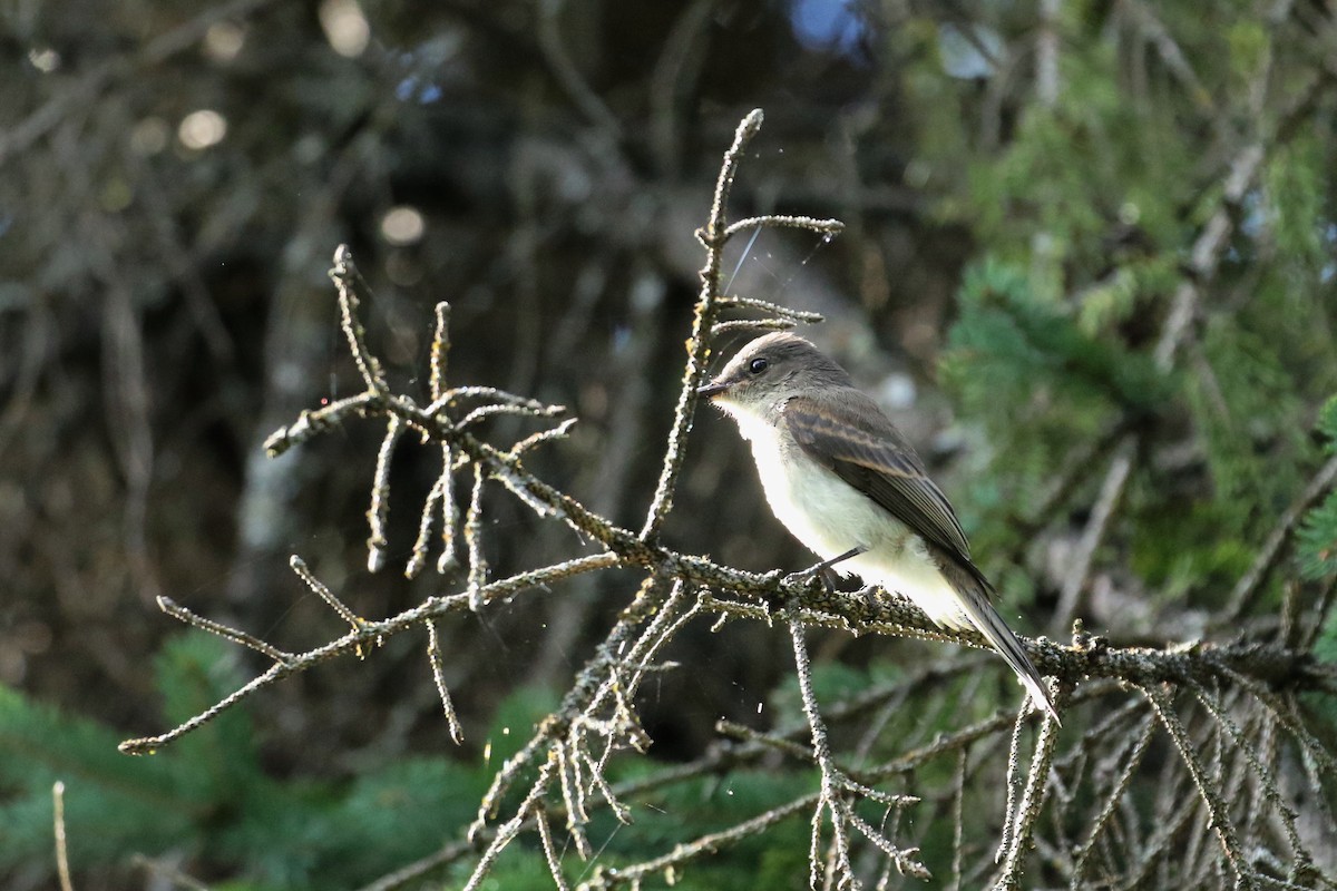 gråfibi - ML366291661