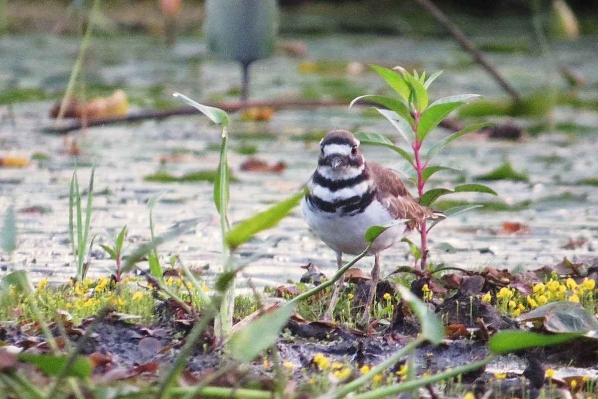 Killdeer - ML366292371