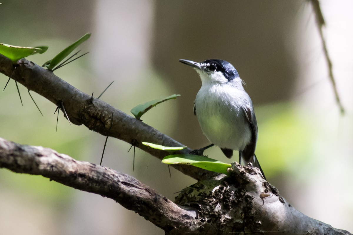 White-lored Gnatcatcher - ML366293761