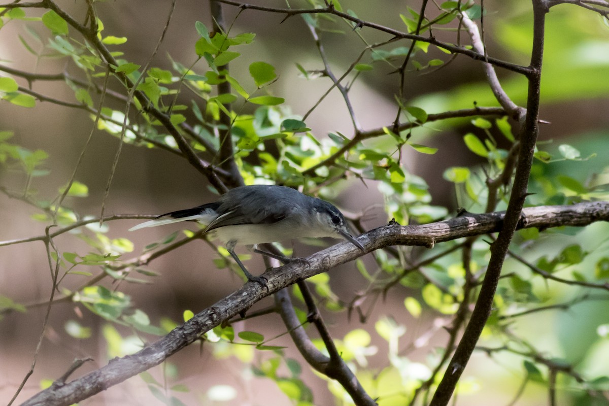 White-lored Gnatcatcher - ML366293811