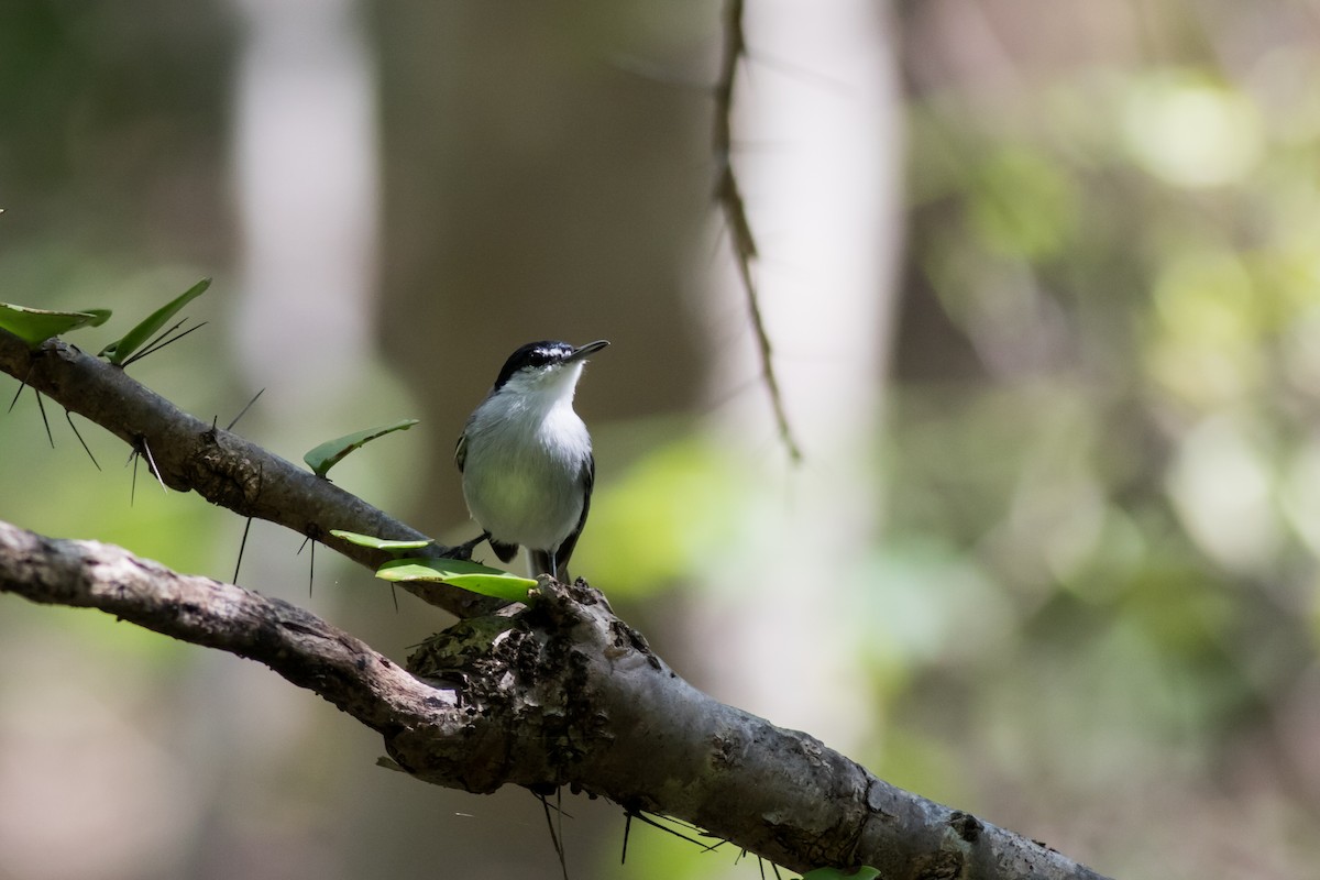 White-lored Gnatcatcher - ML366293831