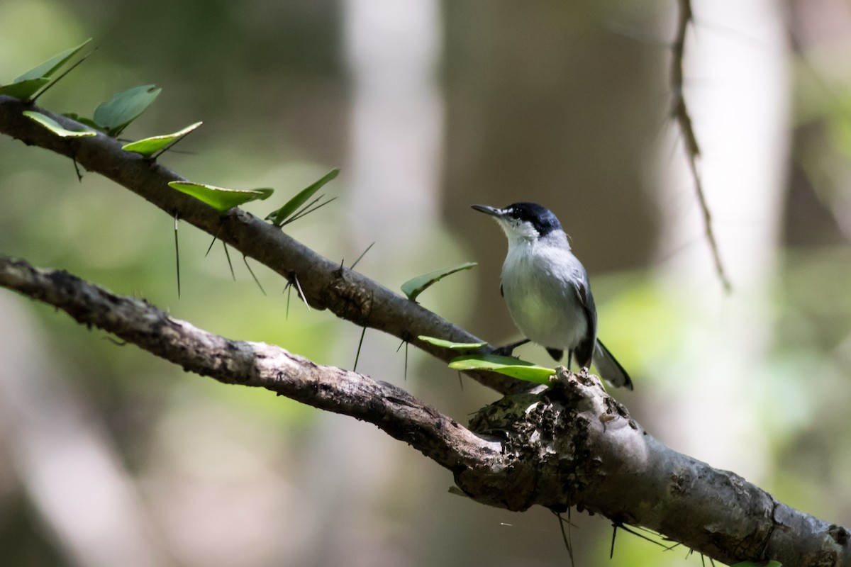 White-lored Gnatcatcher - ML366293841