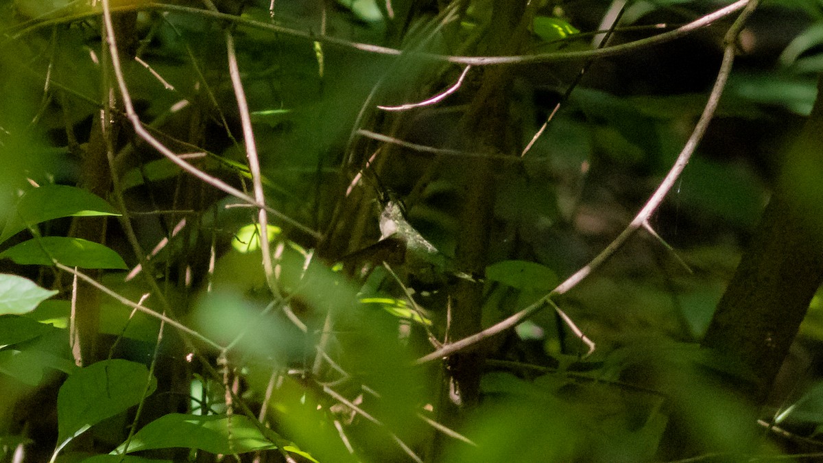 Ruby-throated Hummingbird - ML366293921