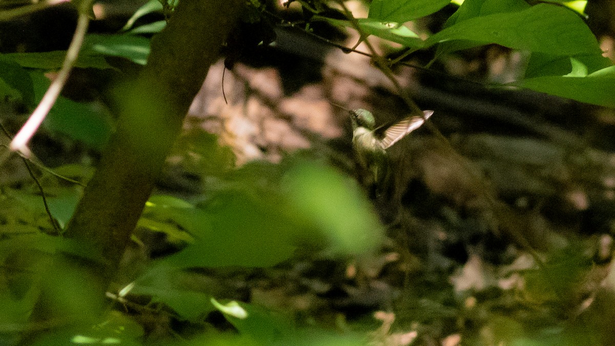 Ruby-throated Hummingbird - Todd Kiraly