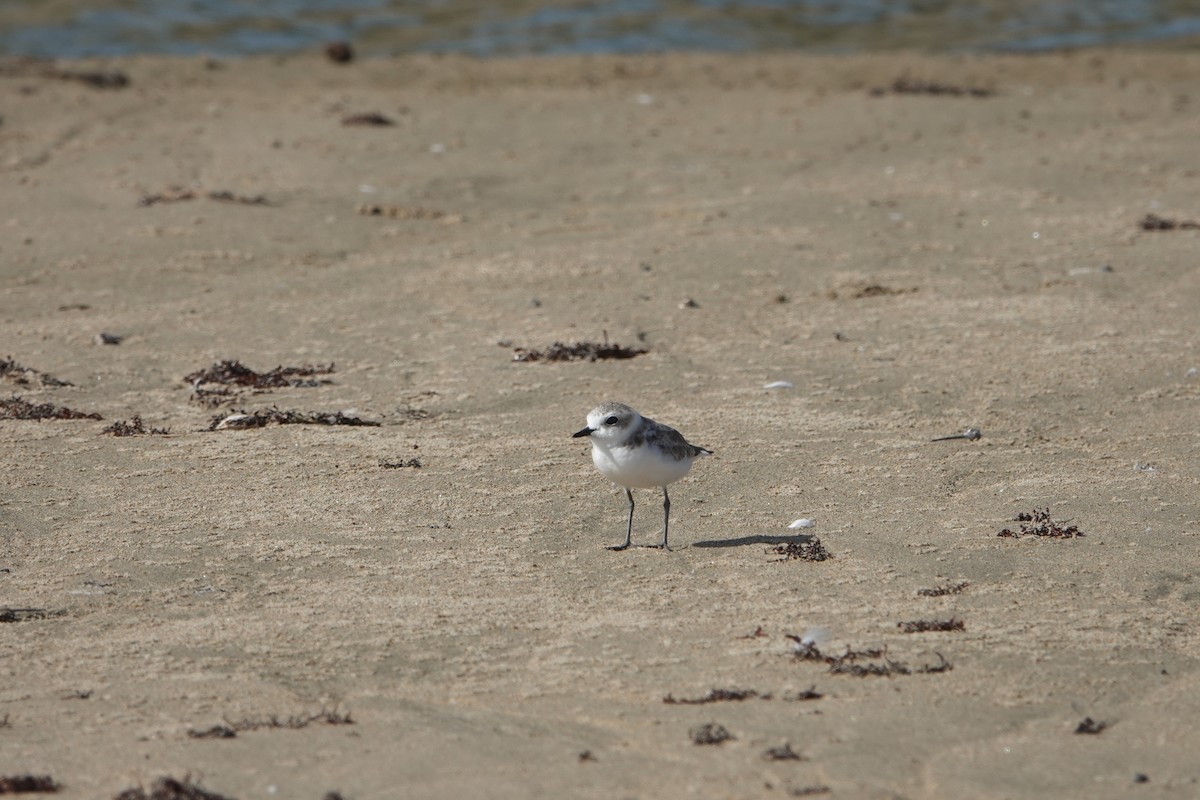 Snowy Plover - Natalia Rivera-Viscal