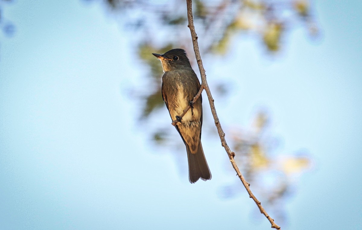 Western Wood-Pewee - ML366294881