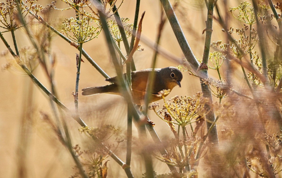 Nashville Warbler - ML366295081