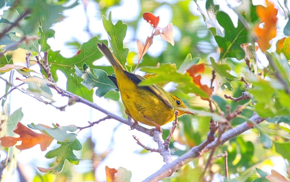 Wilson's Warbler - ML366295421