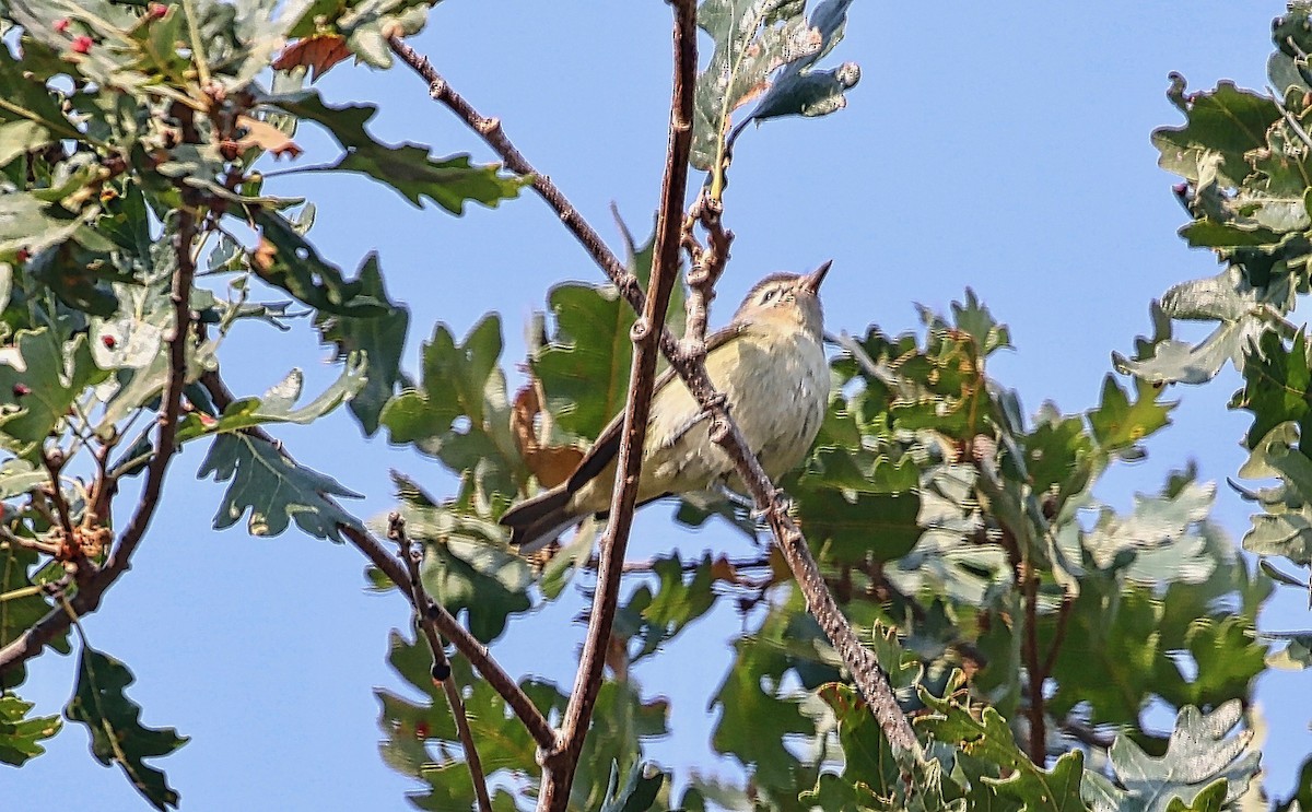 Warbling Vireo - ML366295871