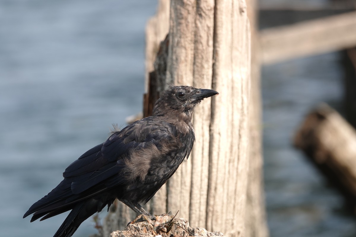 American Crow - Mary Kimberly