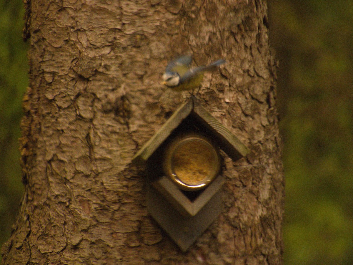 Eurasian Blue Tit - ML366298441