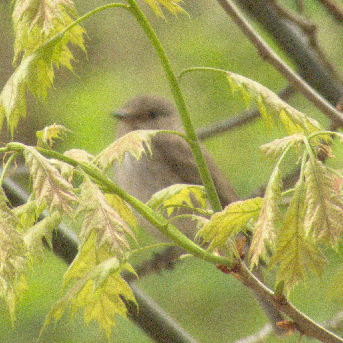 Spotted Flycatcher - ML366298591