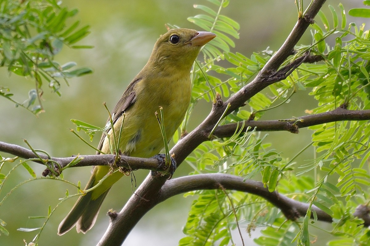 Piranga écarlate - ML36629951