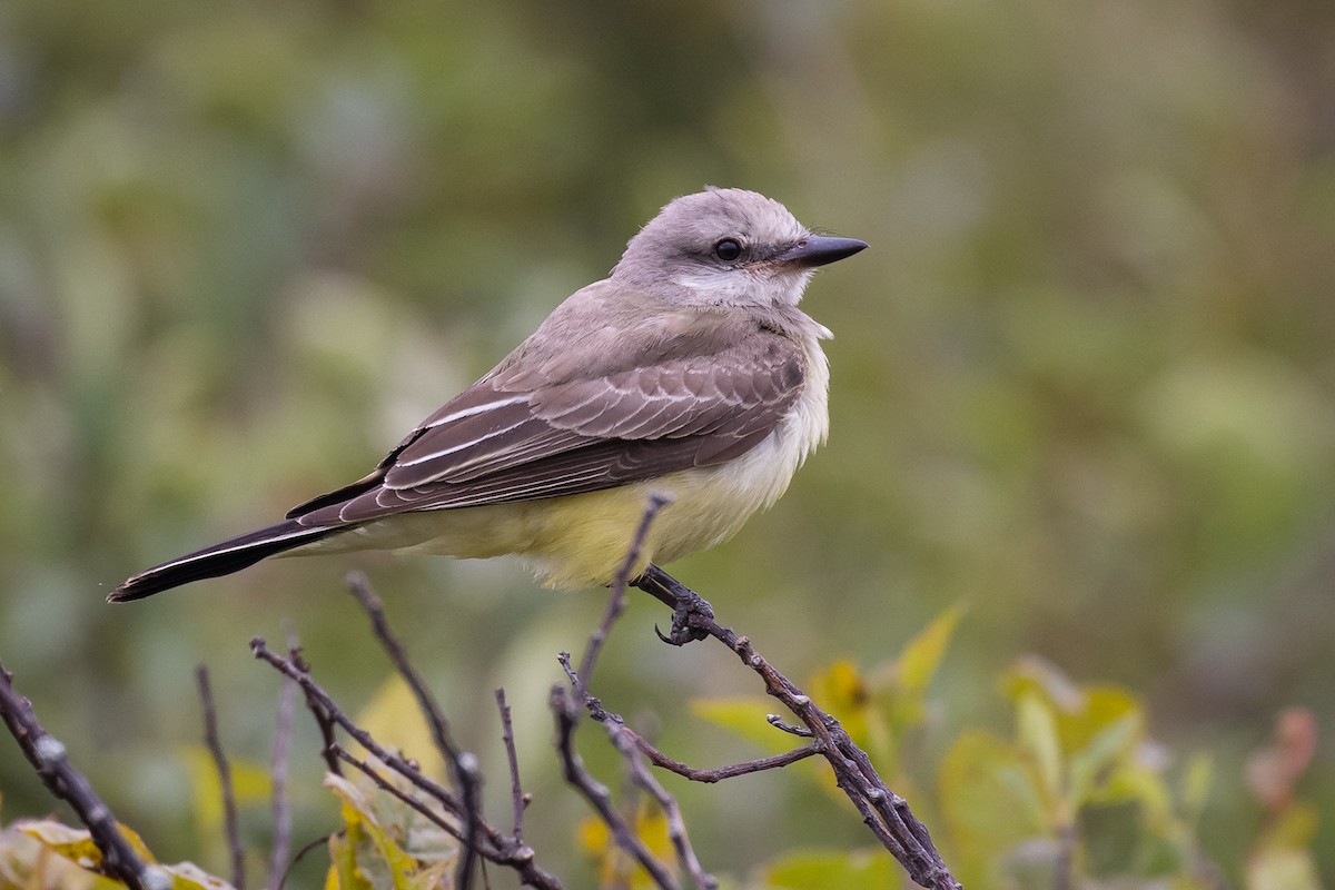 Western Kingbird - ML366301821