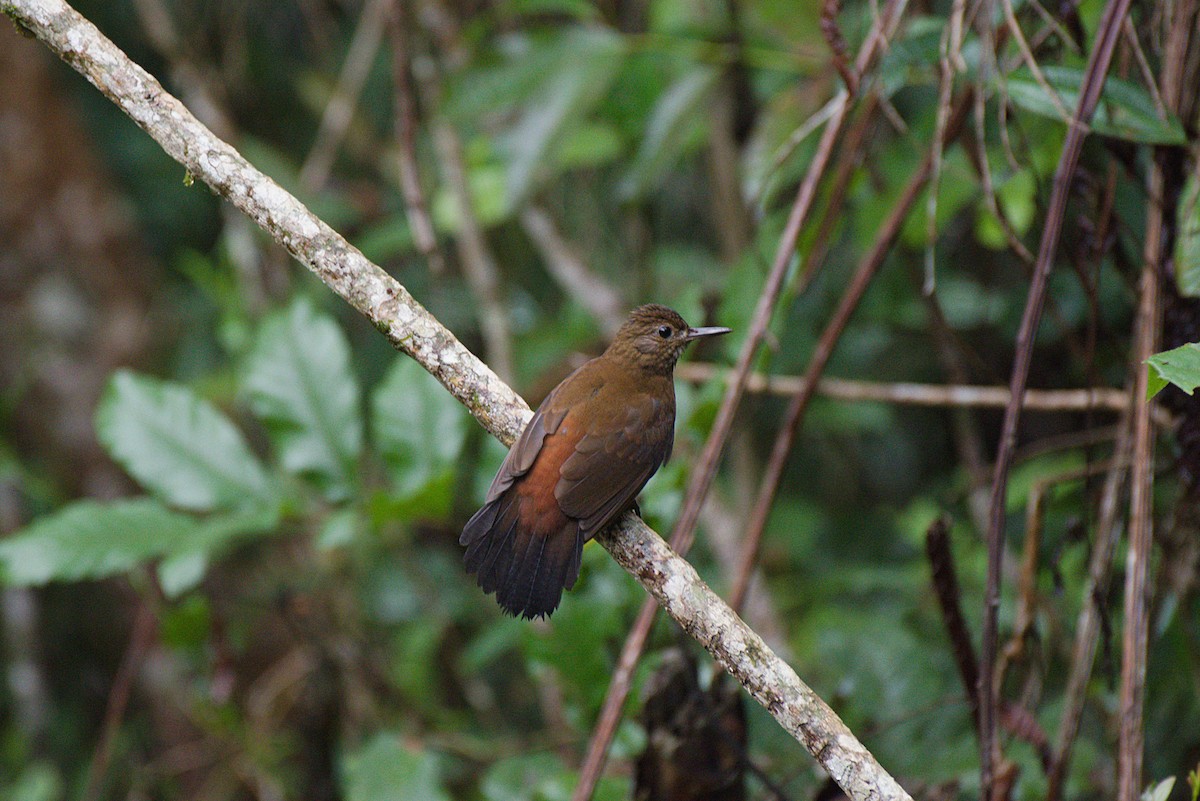 Rufous-breasted Leaftosser - ML366305481