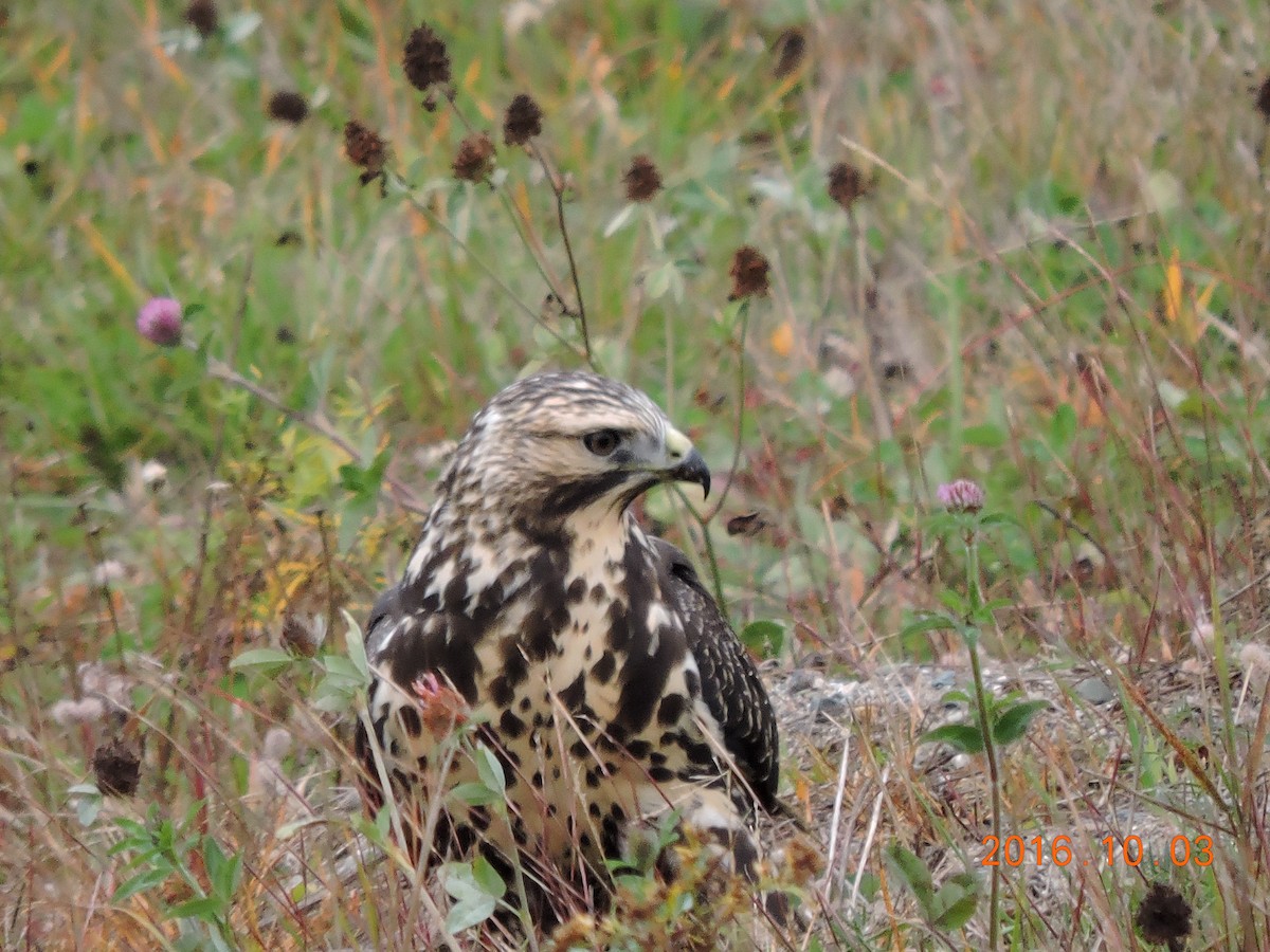 Swainson's Hawk - ML36630661