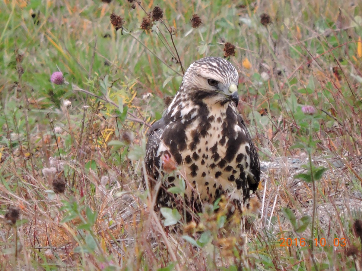 Swainson's Hawk - ML36630671