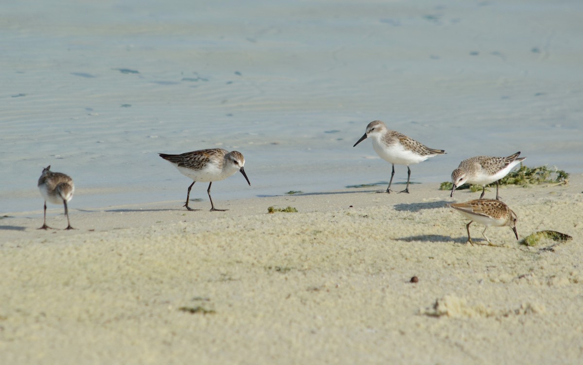 Western Sandpiper - Vicki Bachner