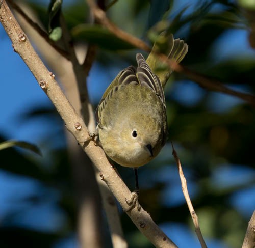 Yellow Warbler - stevan brad