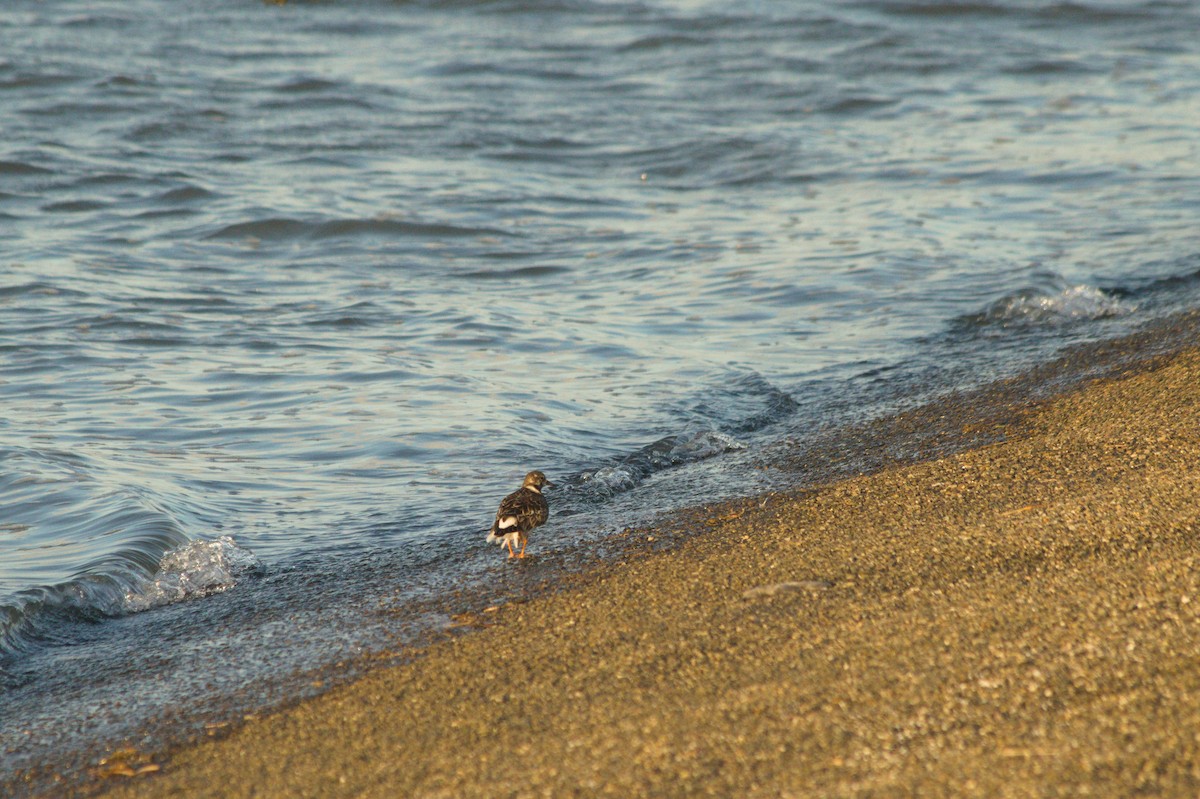 Ruddy Turnstone - ML366308911