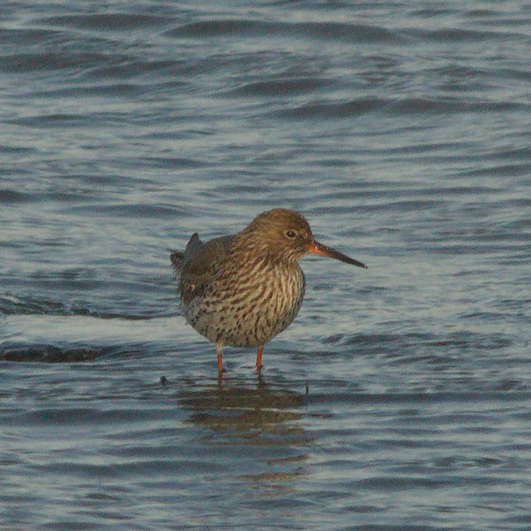 Common Redshank - ML366308951