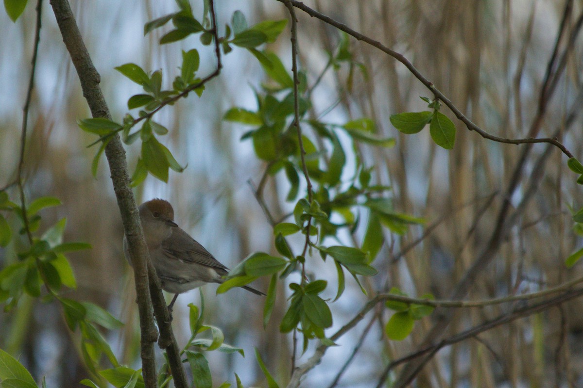 Eurasian Blackcap - JP Reitsma