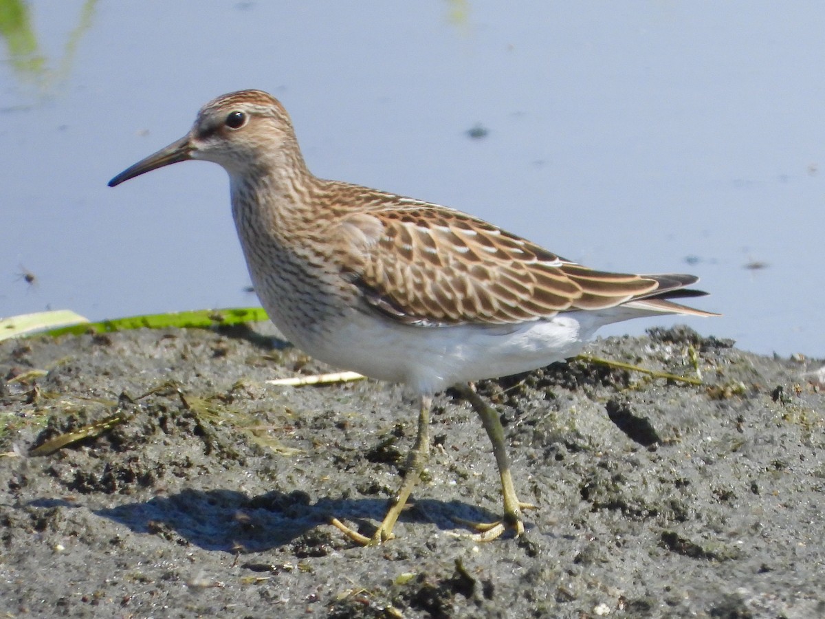 Pectoral Sandpiper - George Folsom